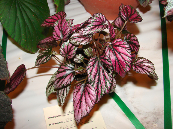 B. ‘Hugh McLauchlan’